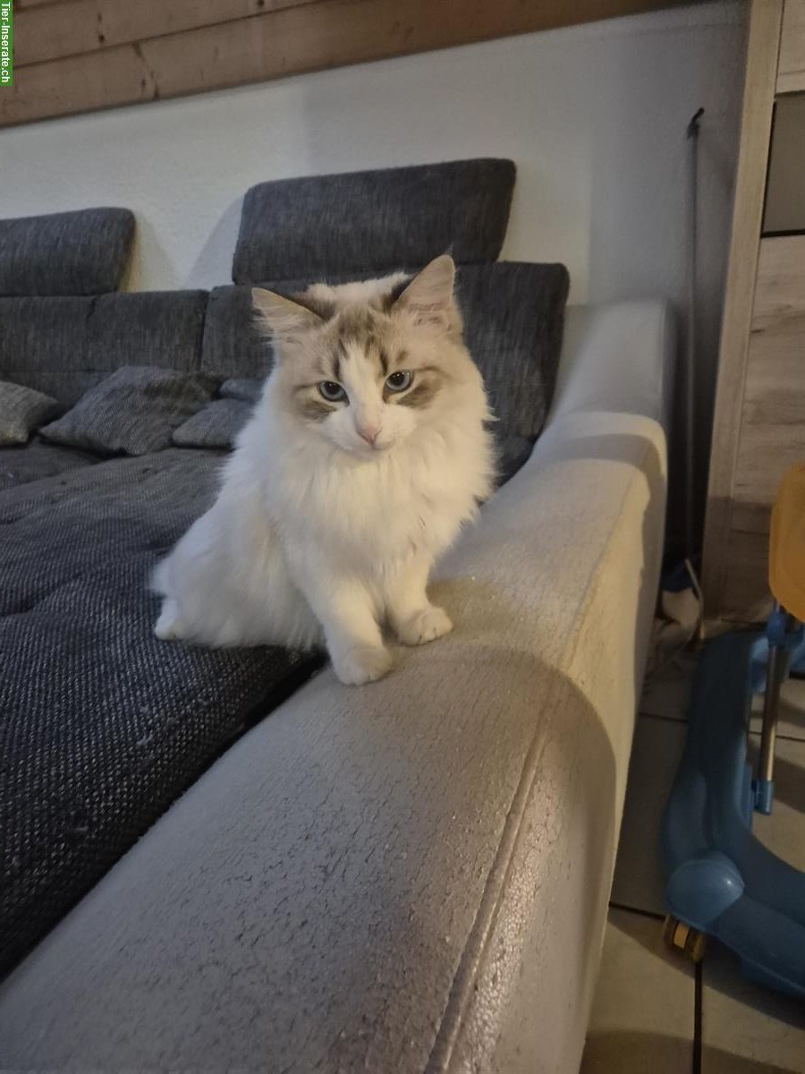 Bild 3: Liebevoller Neva Masquarade Kater