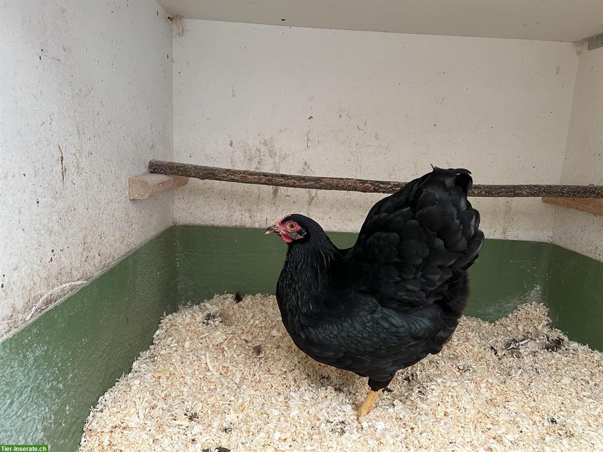 Zwerg Wyandotten Hennen abzugeben