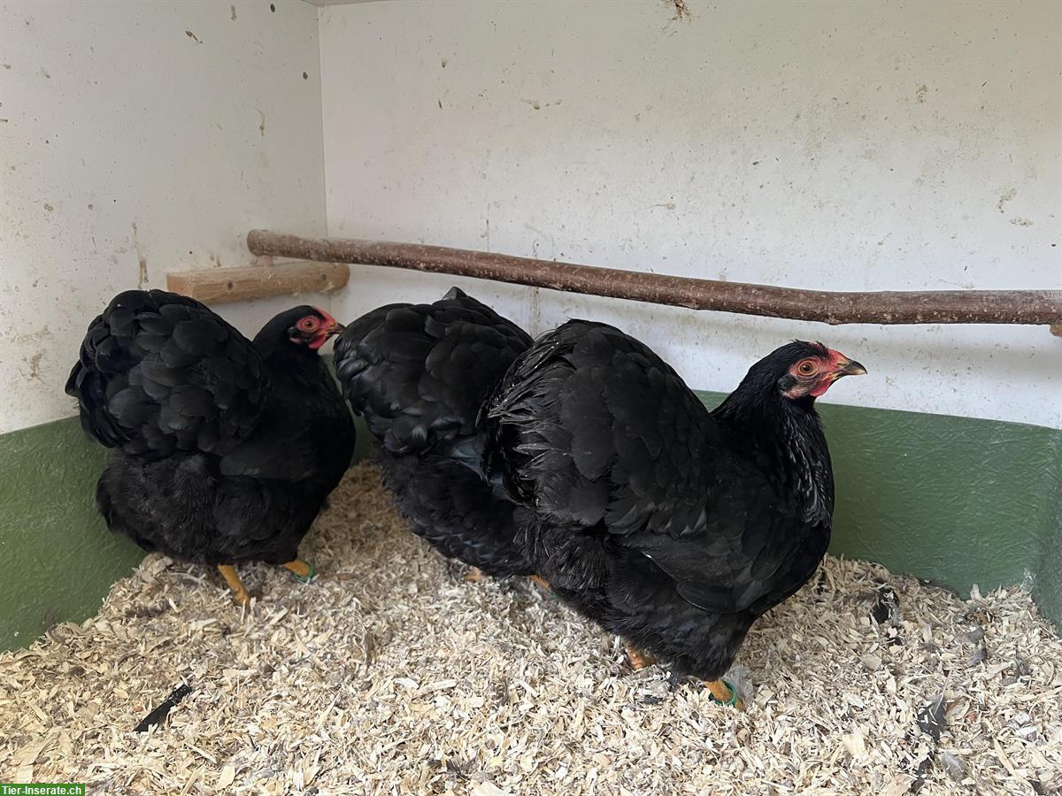 Bild 2: Zwerg Wyandotten Hennen abzugeben