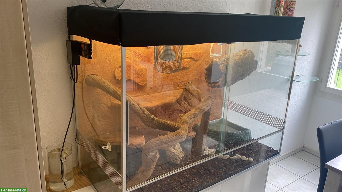 Königspython mit Terrarium (Komplettset)