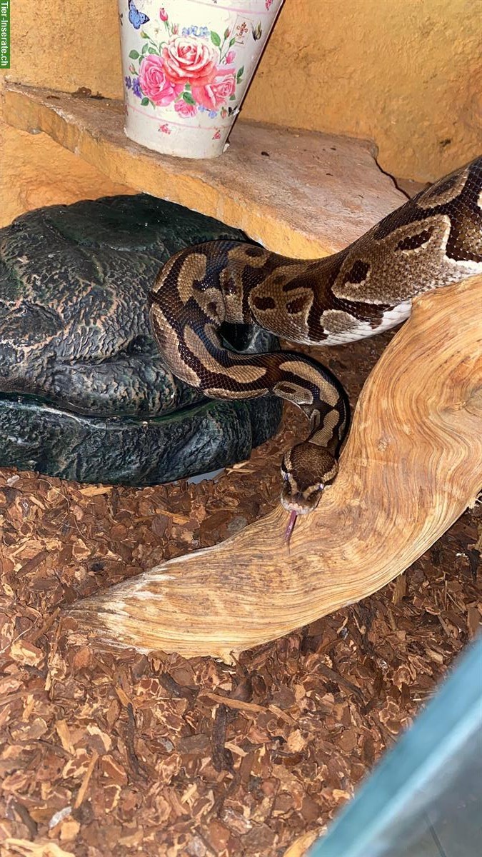 Bild 2: Königspython mit Terrarium (Komplettset)