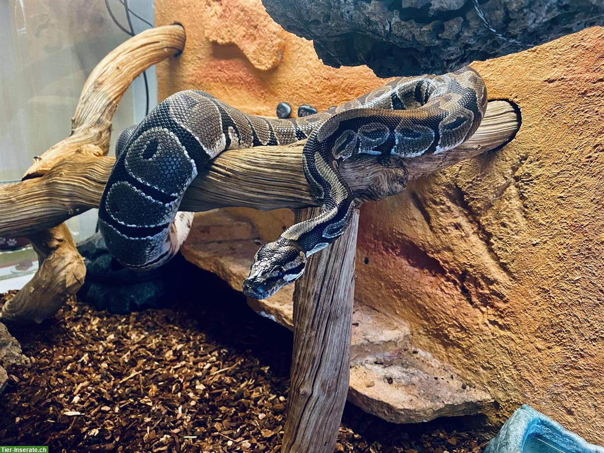 Bild 3: Königspython mit Terrarium (Komplettset)