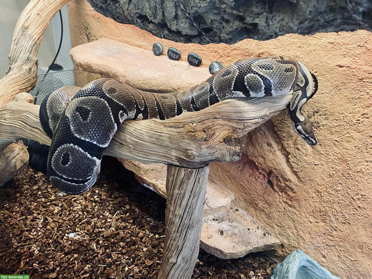 Bild 4: Königspython mit Terrarium (Komplettset)