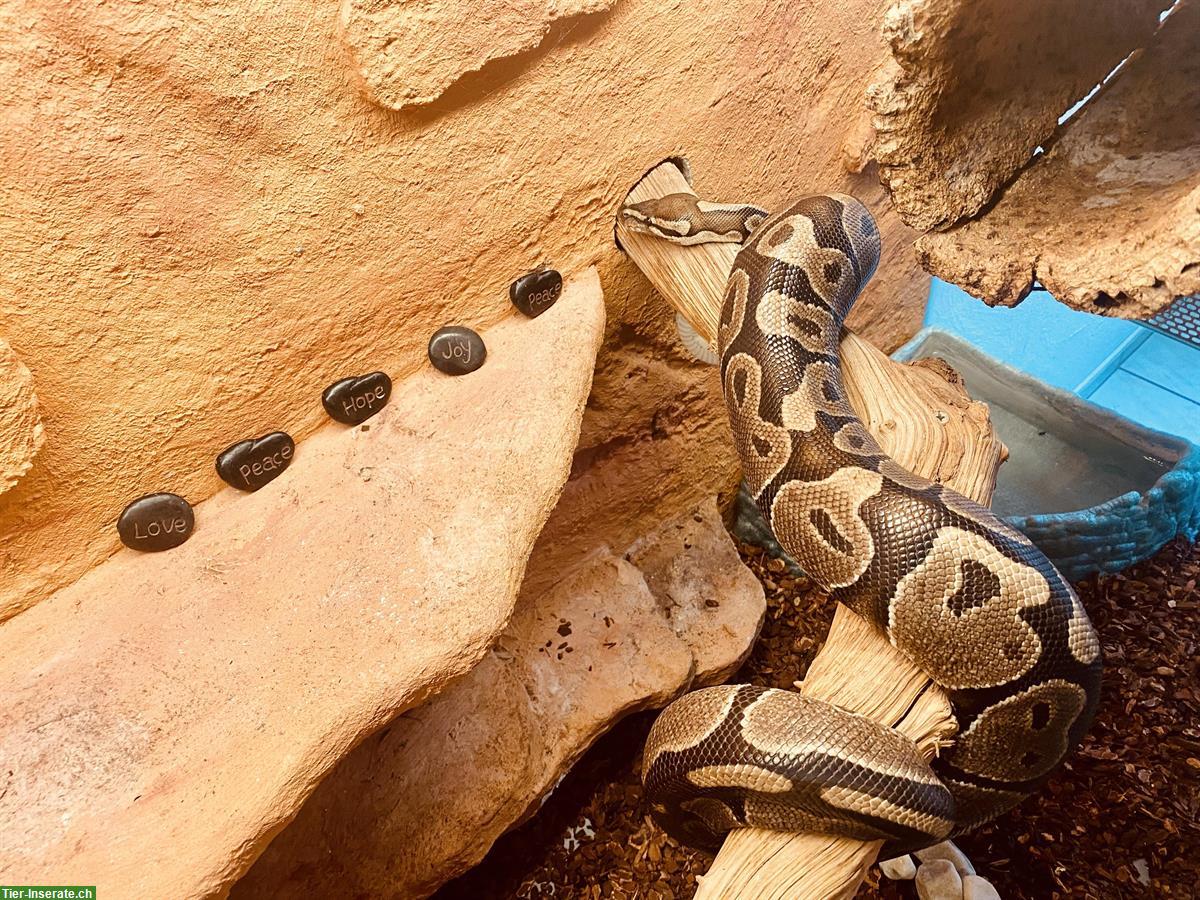 Bild 5: Königspython mit Terrarium (Komplettset)