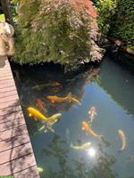 Koi Teichfische in verschiedenen Farben