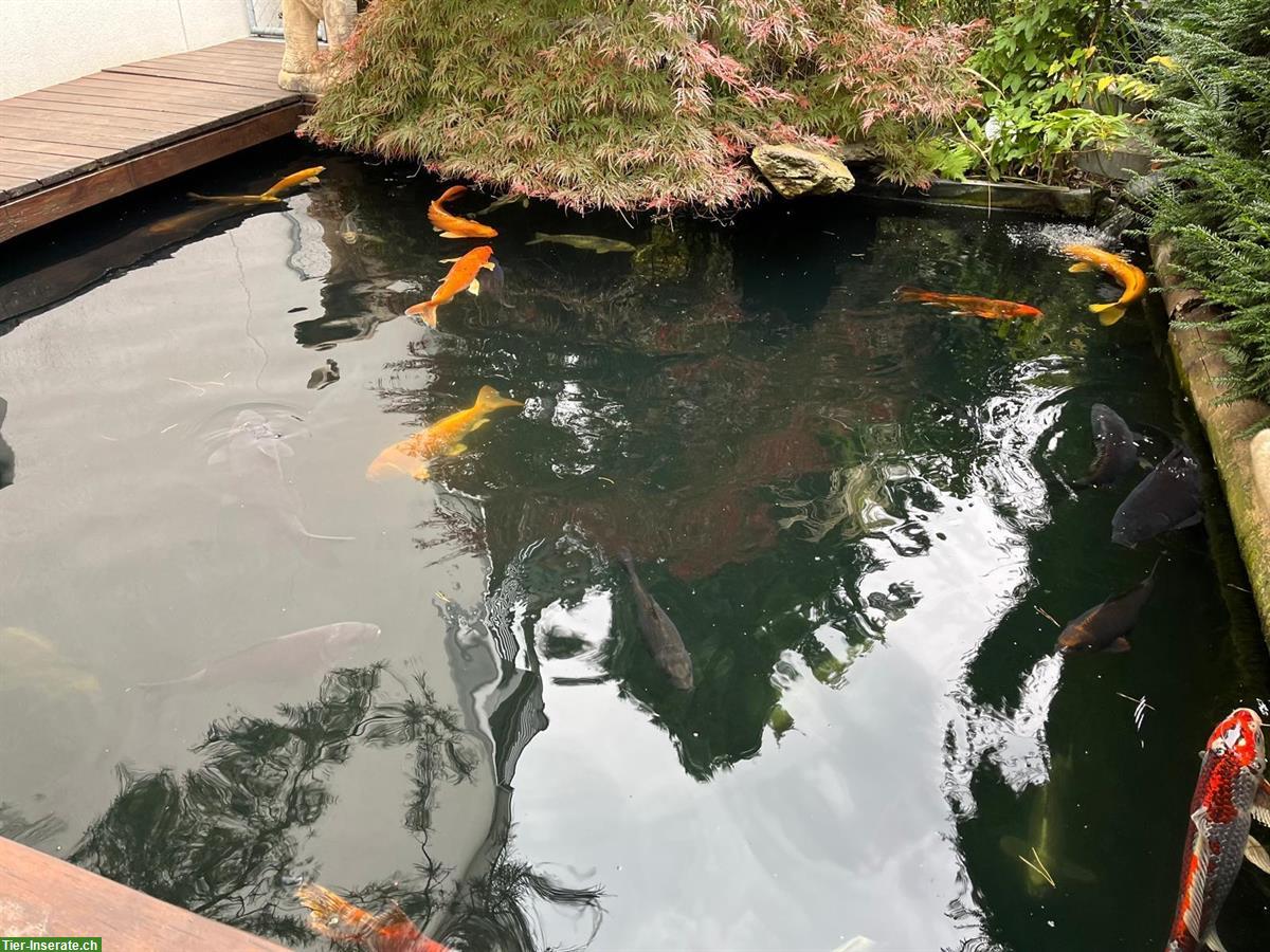 Bild 2: Koi Teichfische in verschiedenen Farben