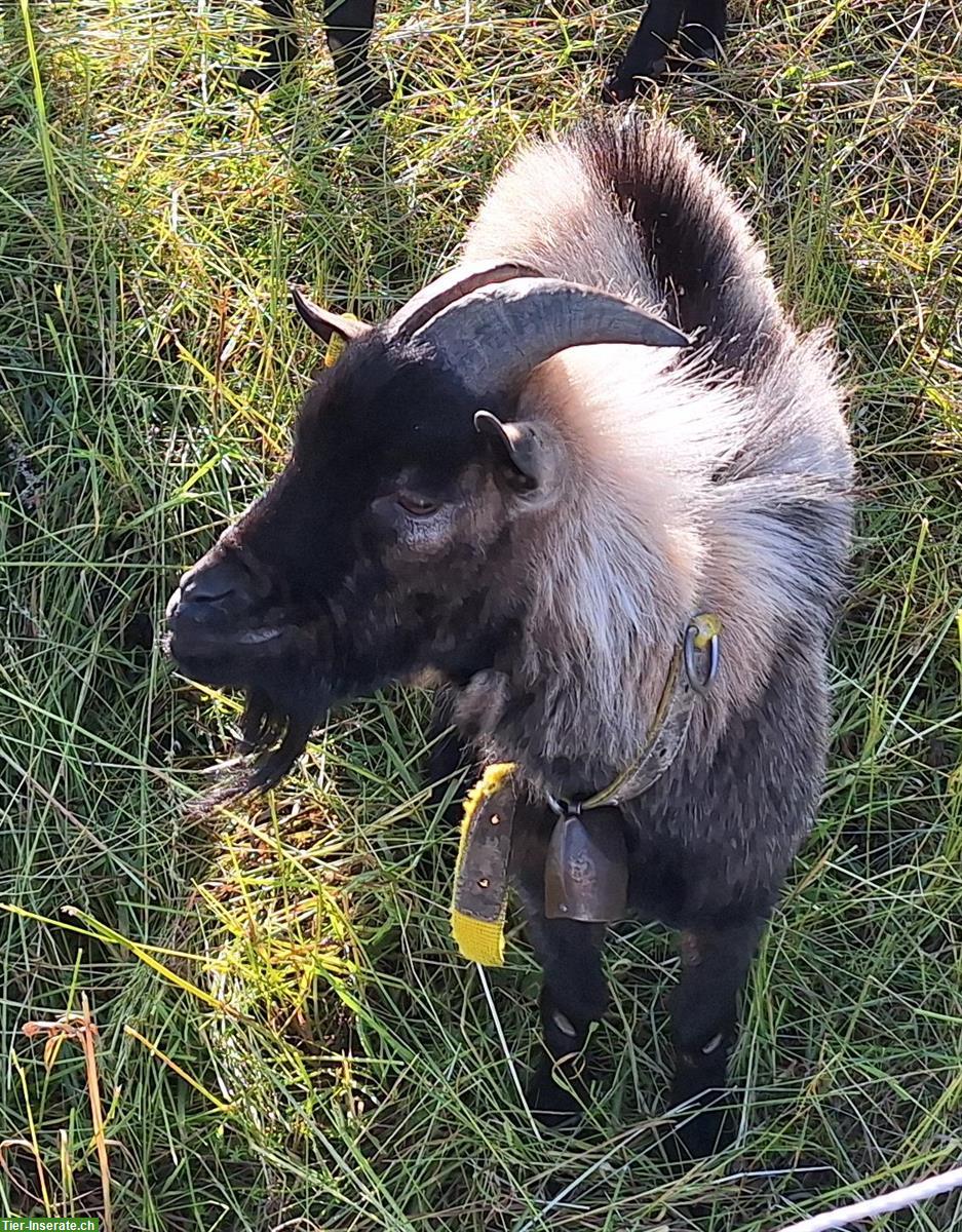 Charmanter Zwergziegen-Zuchtbock 3-jährig abzugeben