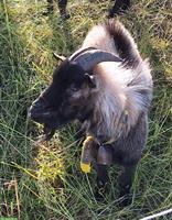 Charmanter Zwergziegen-Zuchtbock 3-jährig abzugeben