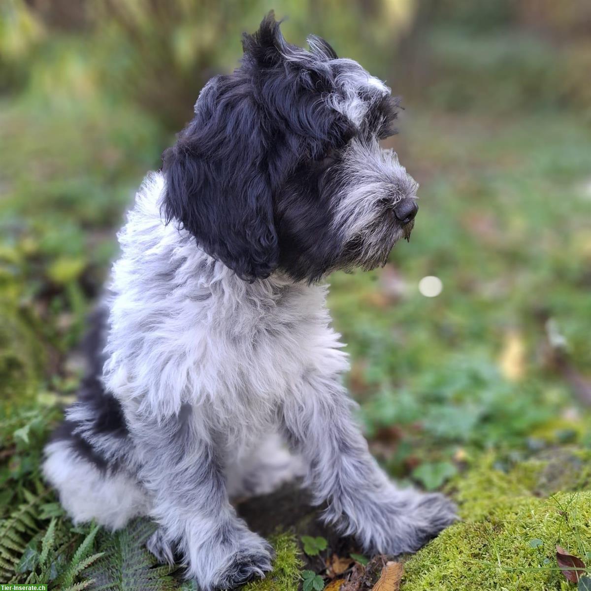 Schapendoes Welpen, Langhaar holländischer Hirtenhund