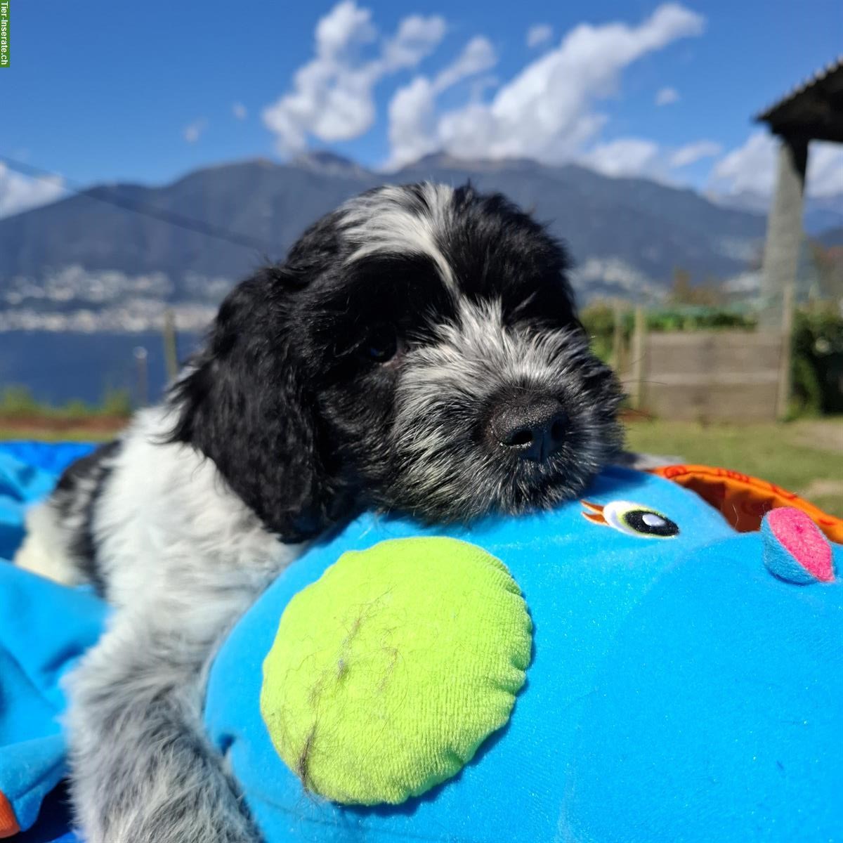 Bild 2: Schapendoes Welpen, Langhaar holländischer Hirtenhund