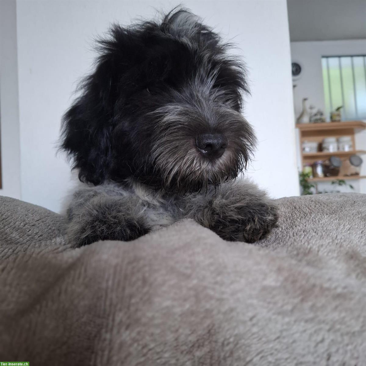 Bild 3: Schapendoes Welpen, Langhaar holländischer Hirtenhund