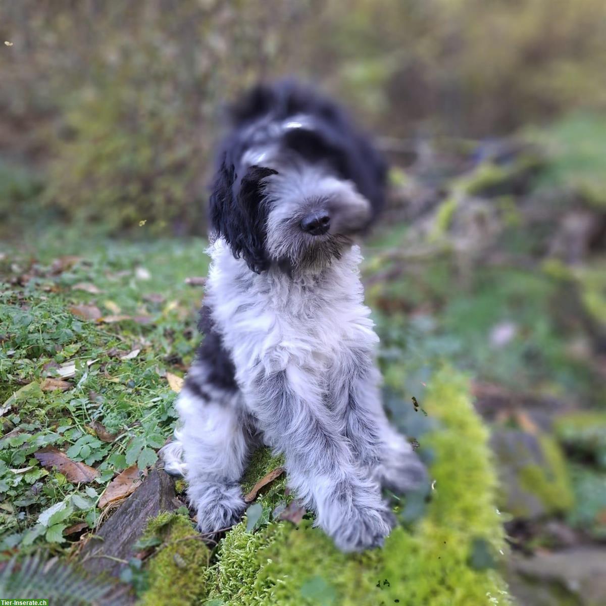 Bild 4: Schapendoes Welpen, Langhaar holländischer Hirtenhund