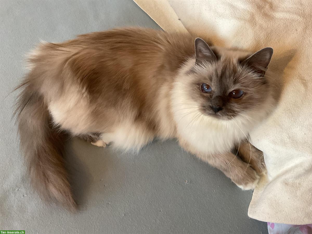 Heilige Birma Deckkater mit Stammbaum gesucht