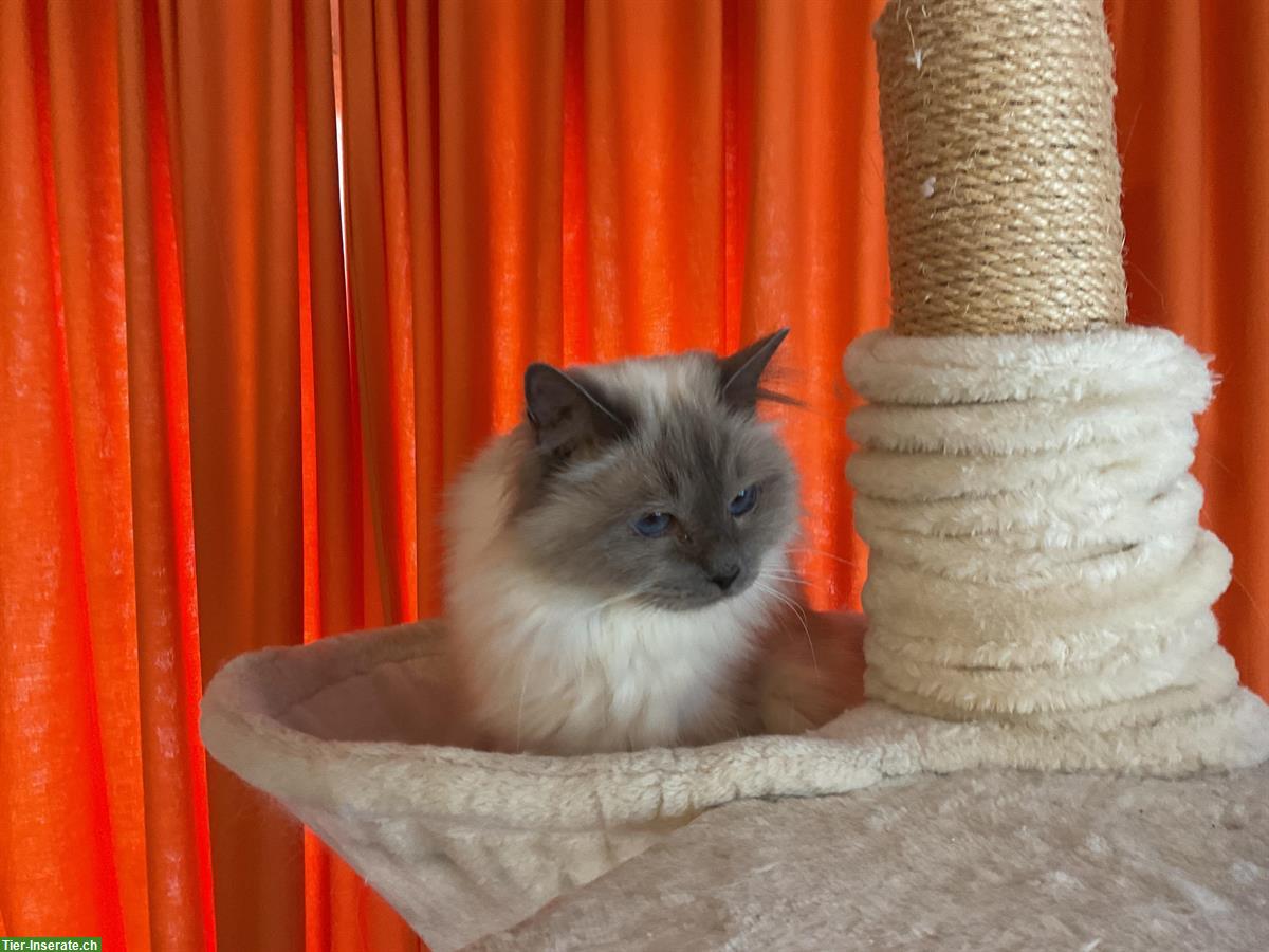 Bild 2: Heilige Birma Deckkater mit Stammbaum gesucht