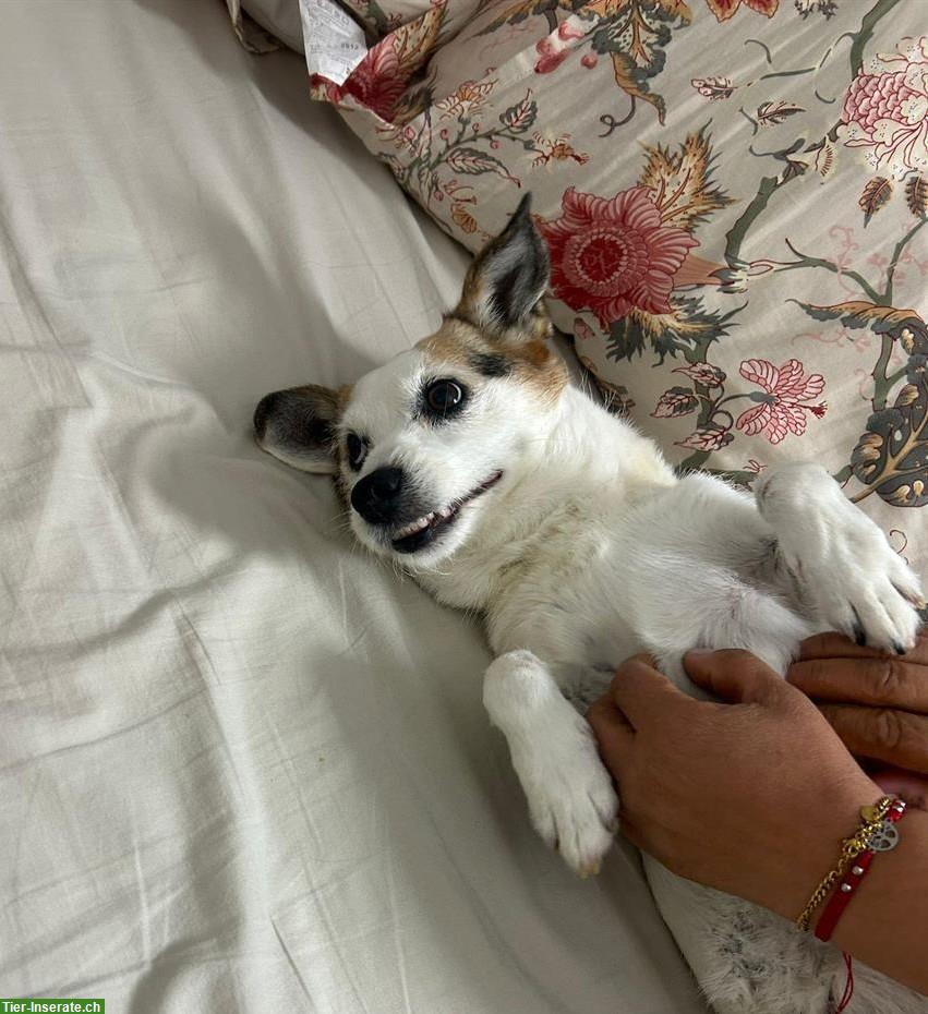 Mischlingshündin Bijou sucht ihr Zuhause