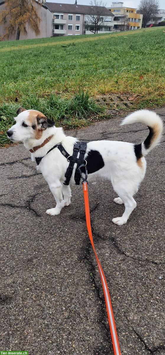 Bild 2: Mischlingshündin Bijou sucht ihr Zuhause