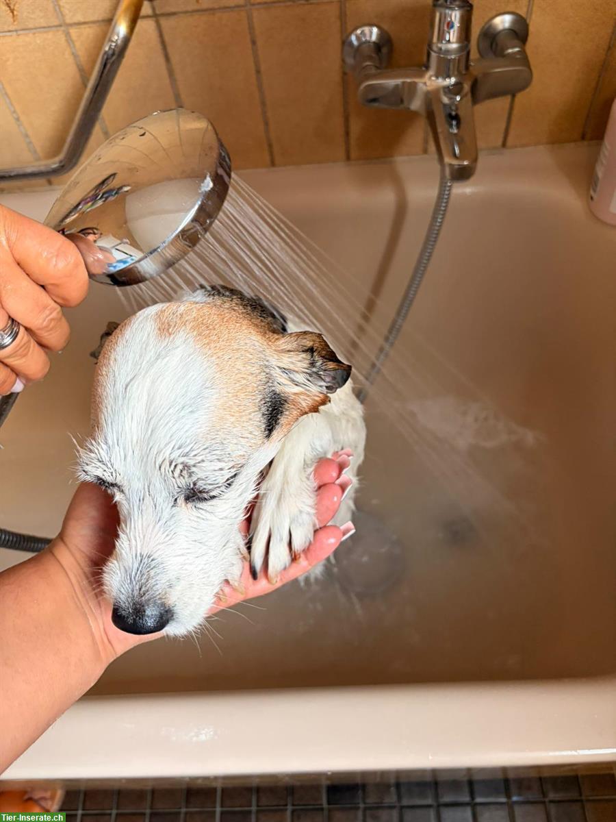 Bild 3: Mischlingshündin Bijou sucht ihr Zuhause