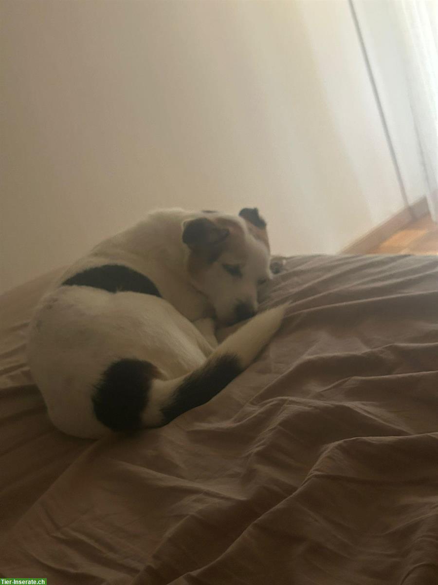 Bild 4: Mischlingshündin Bijou sucht ihr Zuhause