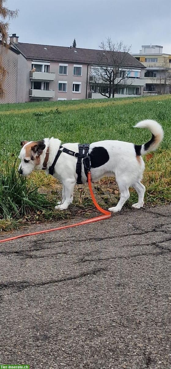 Bild 5: Mischlingshündin Bijou sucht ihr Zuhause