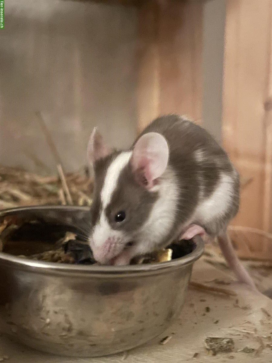 Junge Farbmaus (weiblich) sucht neue Mäusegruppe