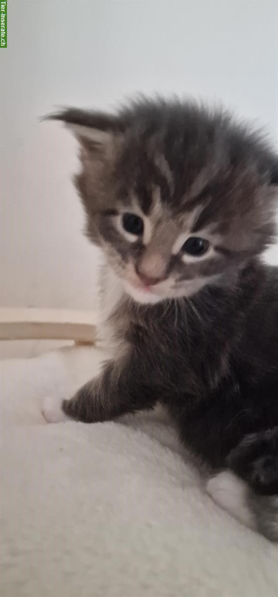 Junger Maine Coon Kater mit Stammbaum!