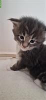 Junger Maine Coon Kater mit Stammbaum!