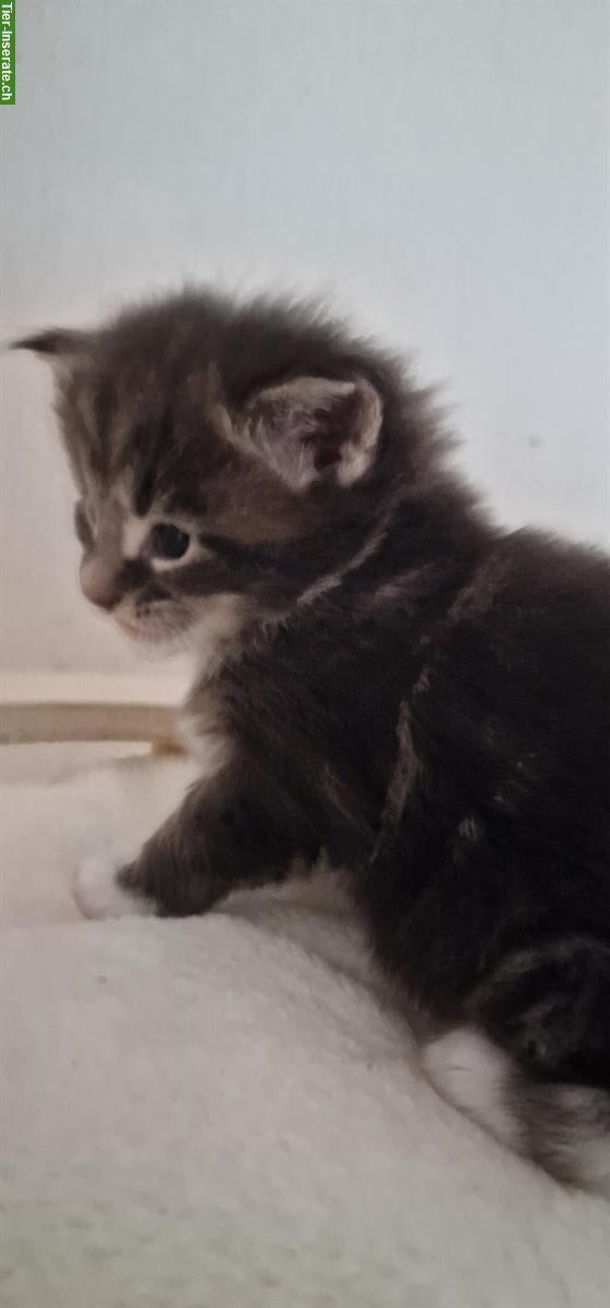 Bild 2: Junger Maine Coon Kater mit Stammbaum!