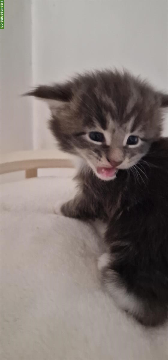 Bild 3: Junger Maine Coon Kater mit Stammbaum!