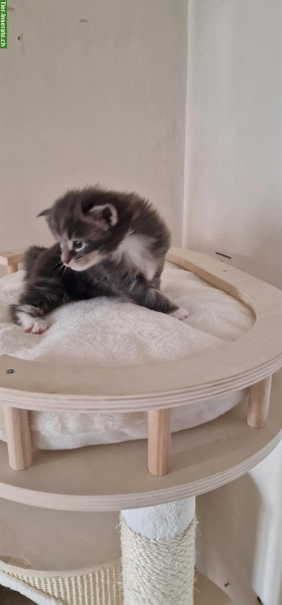 Bild 4: Junger Maine Coon Kater mit Stammbaum!