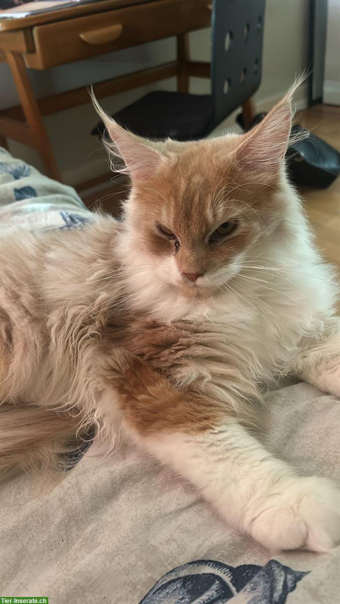 Maine Coon Kater mit Stammbaum, Freigänger