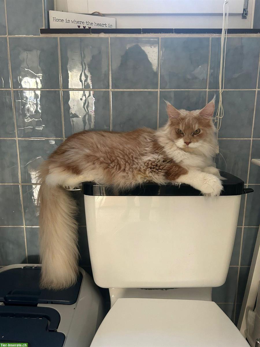 Bild 3: Maine Coon Kater mit Stammbaum, Freigänger