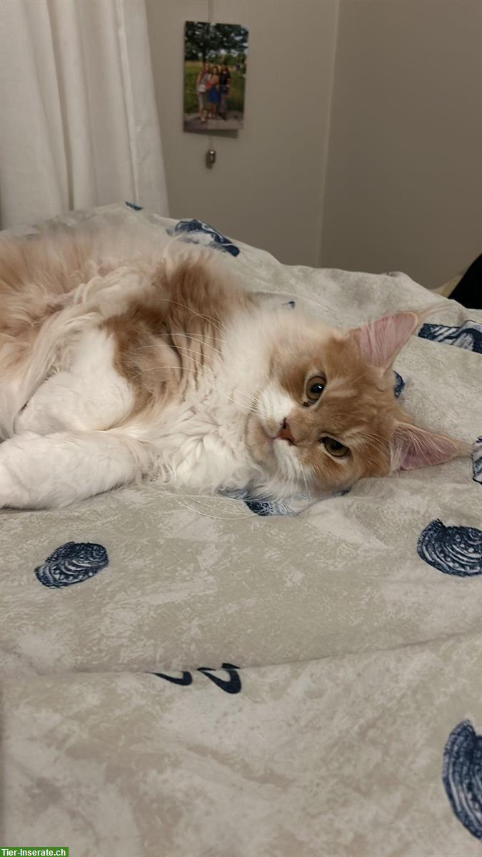 Bild 4: Maine Coon Kater mit Stammbaum, Freigänger