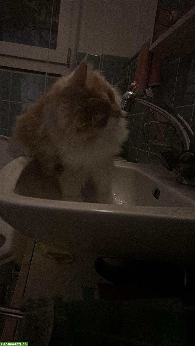 Bild 5: Maine Coon Kater mit Stammbaum, Freigänger