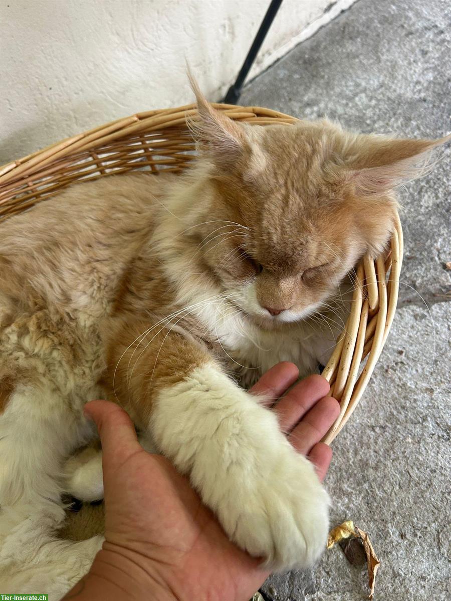 Bild 6: Maine Coon Kater mit Stammbaum, Freigänger