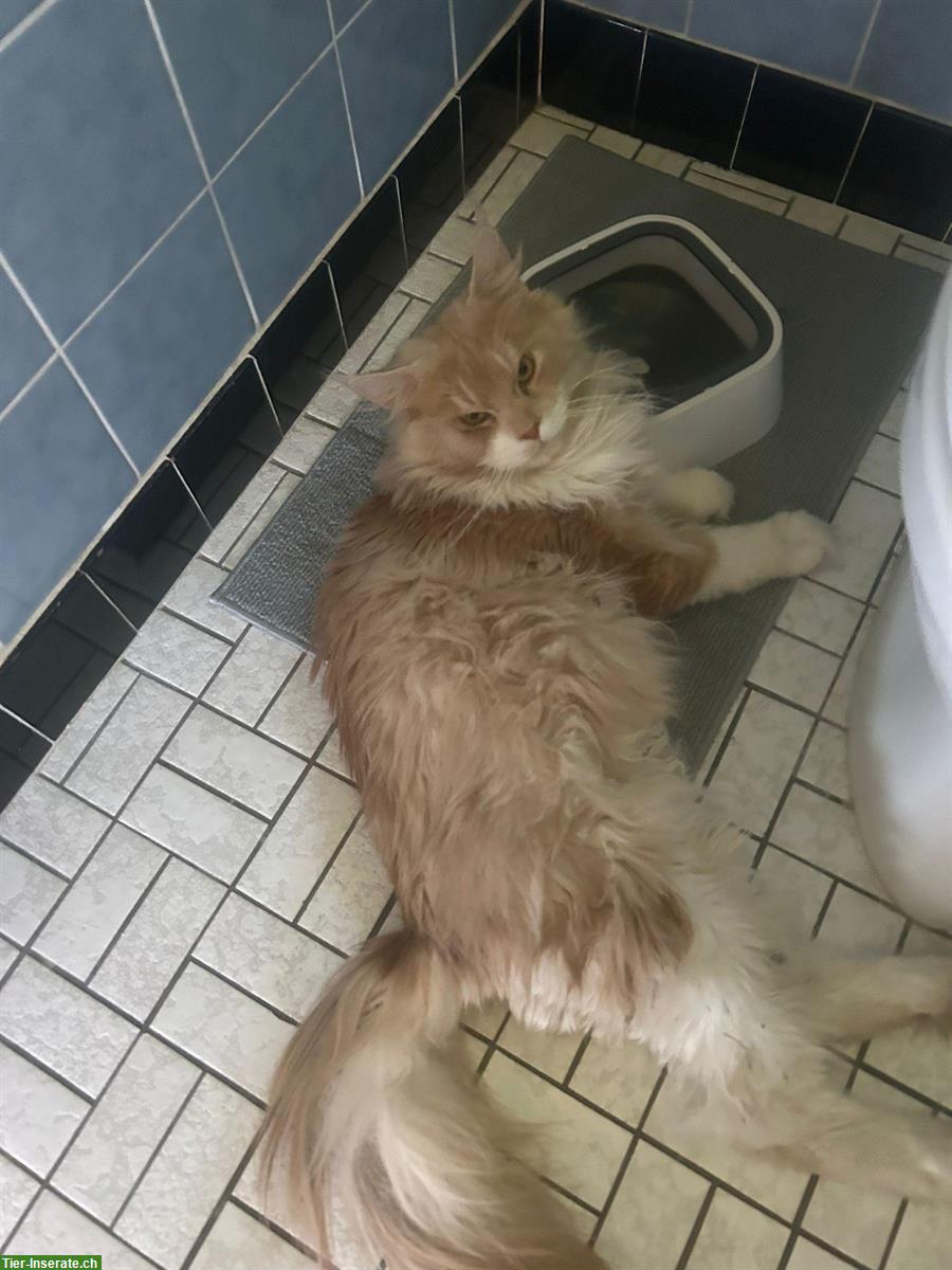 Bild 7: Maine Coon Kater mit Stammbaum, Freigänger