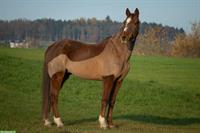 Belgisches Warmblut, lässiger Fuchs-Wallach zu verkaufen
