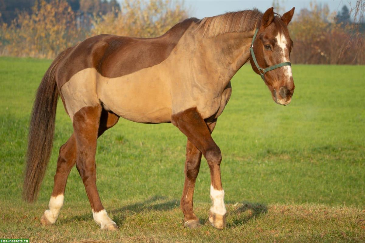 Bild 2: Belgisches Warmblut, lässiger Fuchs-Wallach zu verkaufen