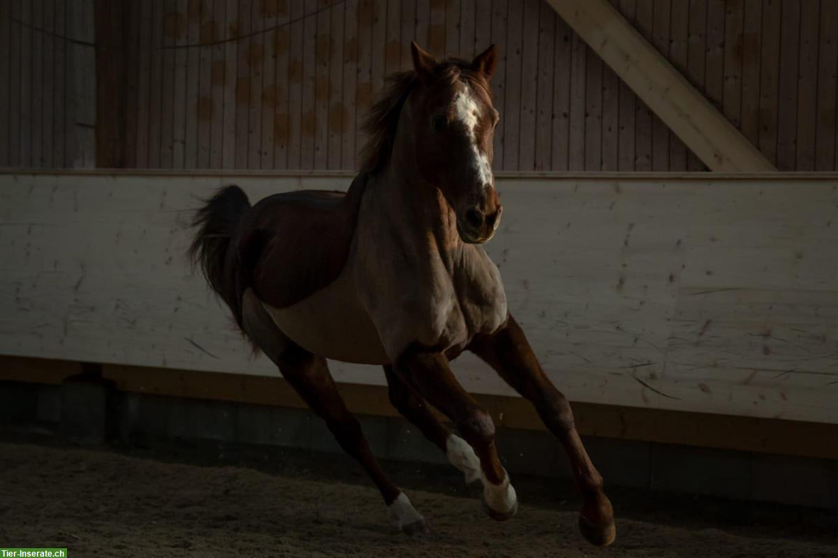 Bild 6: Belgisches Warmblut, lässiger Fuchs-Wallach zu verkaufen