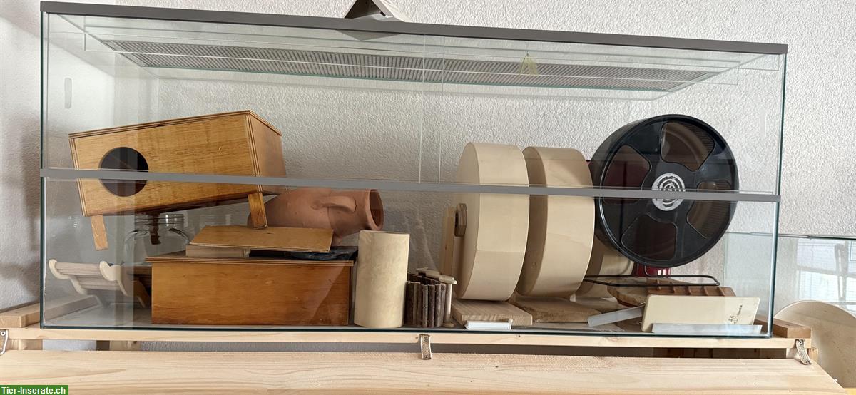 Bild 4: Diverse Nager Terrarien zu verkaufen