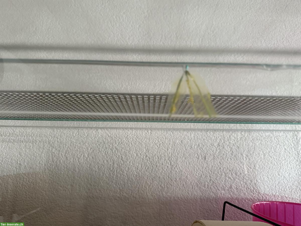 Bild 5: Diverse Nager Terrarien zu verkaufen