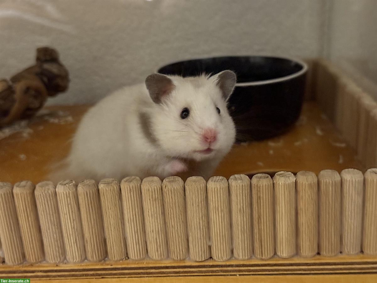Teddyhamster Mädel sucht ein neues Zuhause