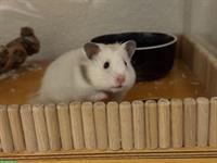 Teddyhamster Mädel sucht ein neues Zuhause