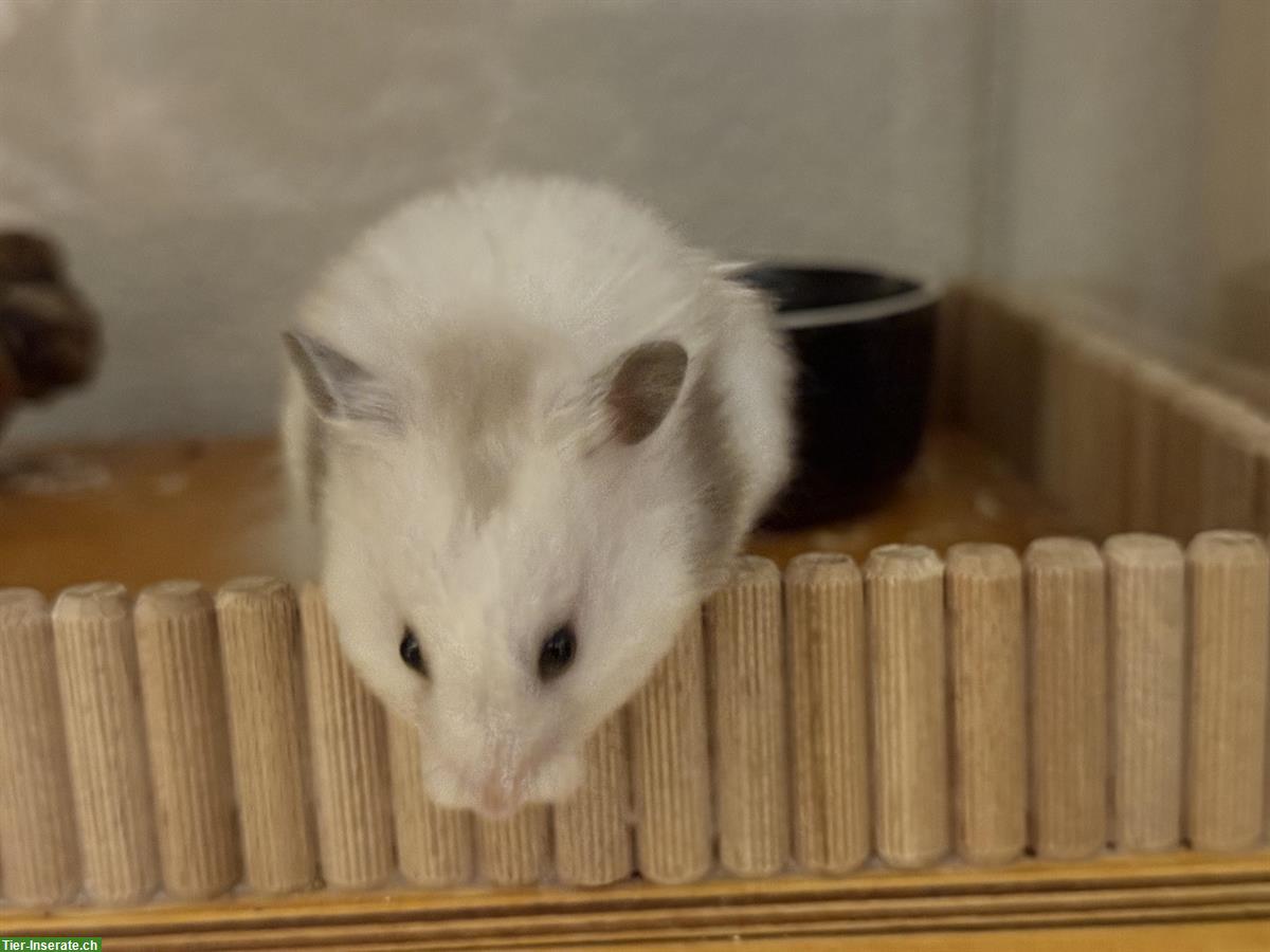 Bild 3: Teddyhamster Mädel sucht ein neues Zuhause