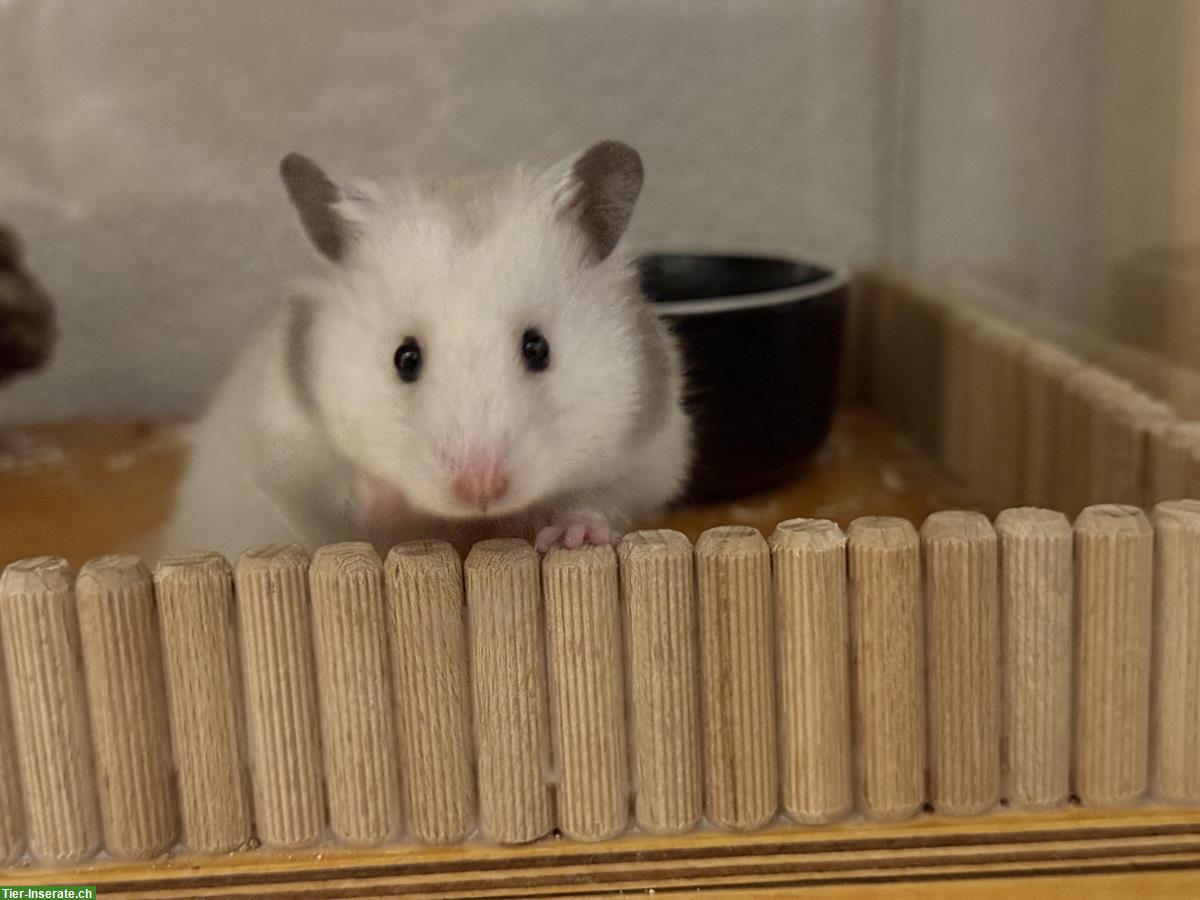 Bild 4: Teddyhamster Mädel sucht ein neues Zuhause