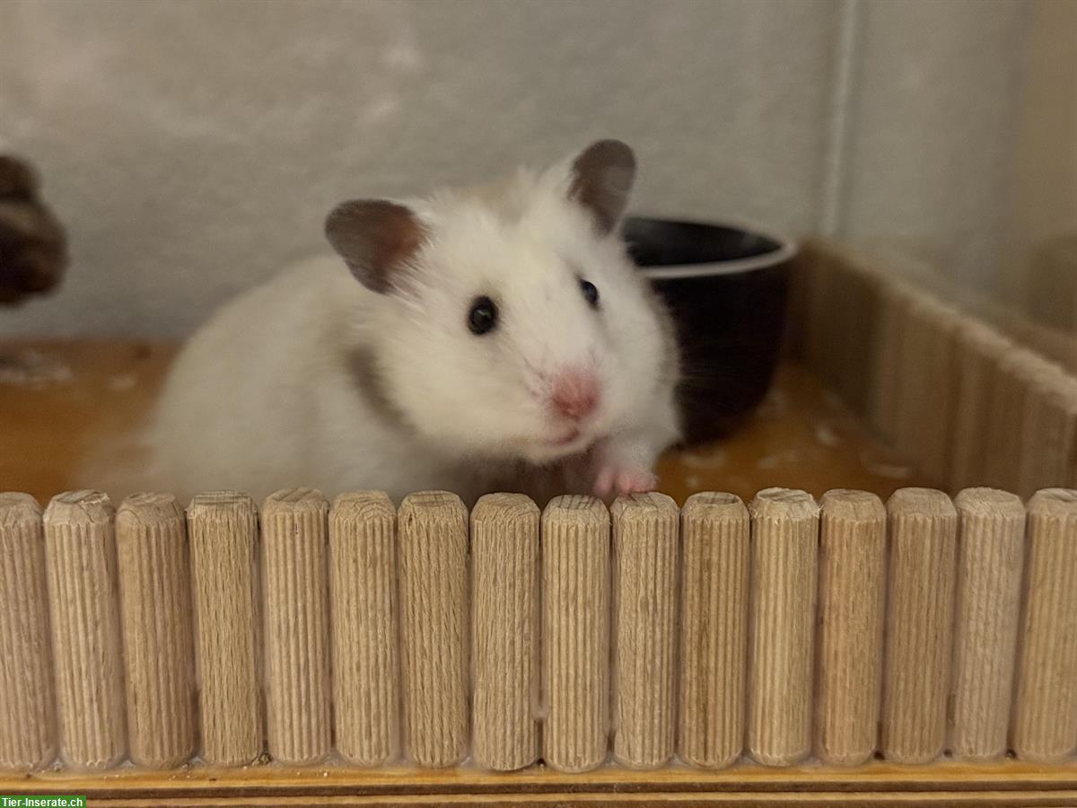 Bild 5: Teddyhamster Mädel sucht ein neues Zuhause
