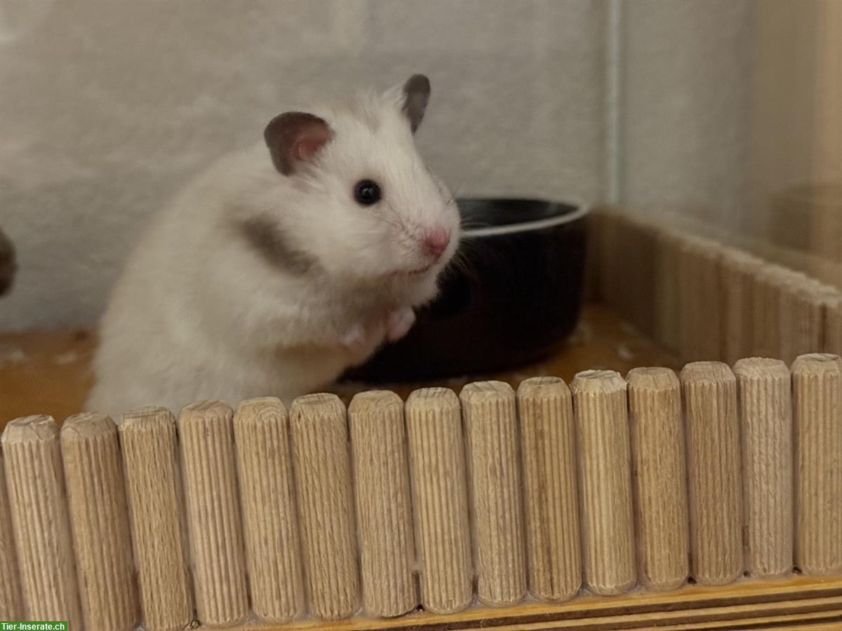 Bild 6: Teddyhamster Mädel sucht ein neues Zuhause