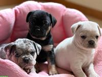 Mops x Französische Bulldoggen Welpen, weiblich + männlich