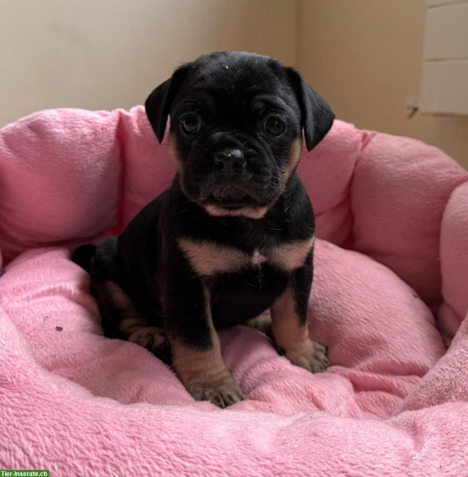 Bild 2: Mops x Französische Bulldoggen Welpen, weiblich + männlich