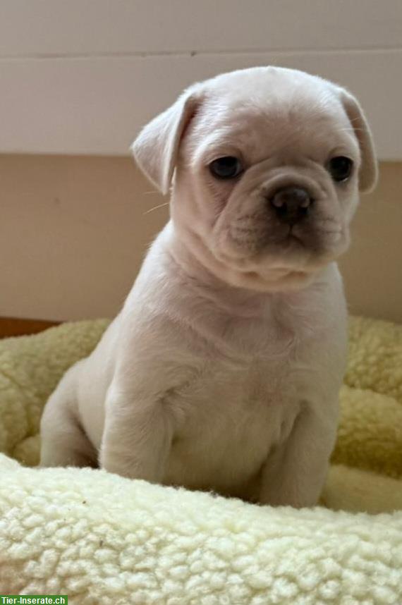 Bild 3: Mops x Französische Bulldoggen Welpen, weiblich + männlich