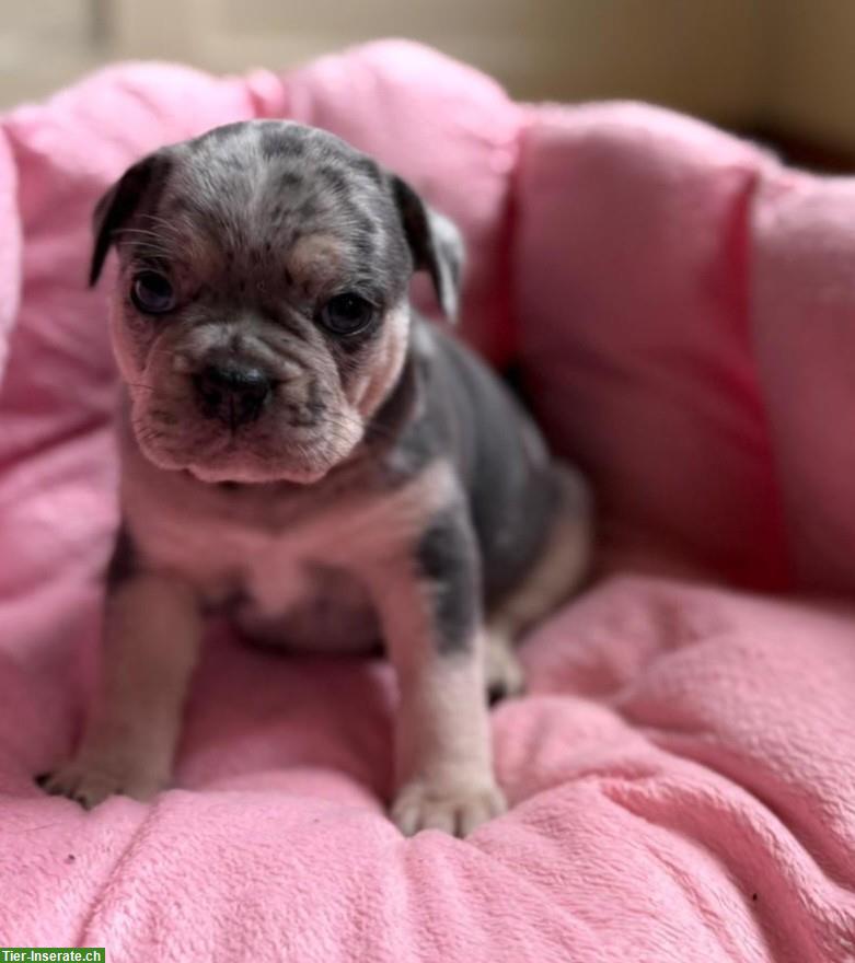 Bild 4: Mops x Französische Bulldoggen Welpen, weiblich + männlich